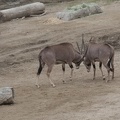 321-0308 Safari Park - Fringe-eared Oryx